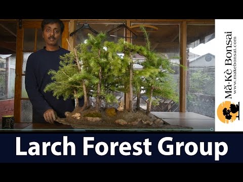 download lagu mp3 mp4 Bonsai Forest Planting, download lagu Bonsai Forest Planting gratis, unduh video klip Bonsai Forest Planting