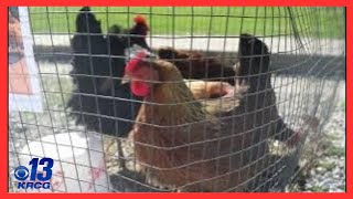 &quot;We want kids to know where their food comes from&quot;: Blair Oaks FFA hosts barnyard day