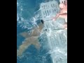 Shark bites camera