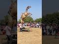 Tejal Bangyo Bind Nacho Nacho Camel Nacho Nacho New Camel Dance 2025 Youtube Ytshorts Shorts