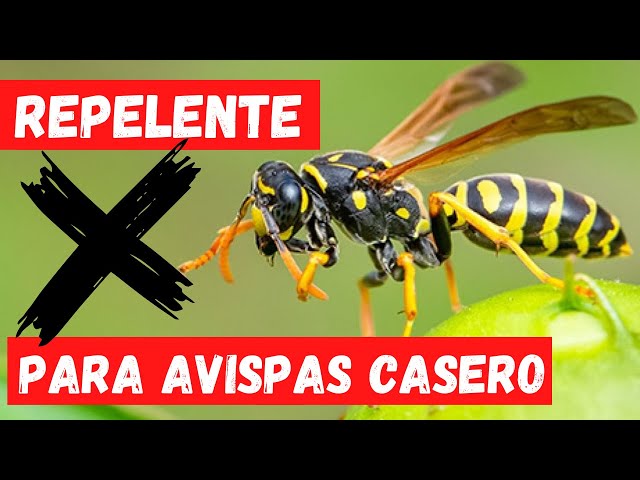 Vídeo relacionado con Noaxylic 4 Piezas Avispas Eliminar Exterior, Nidos de Avispas Artificiales, Trampas Avispa Exterior, Nido de Avispa, Avispones Colgantes para La Casa y el Jardín al Aire Libre Piscina