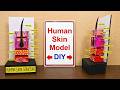 Human Skin Structure Model For Biology Project Diy Project For Science Exhibition Howtofunda