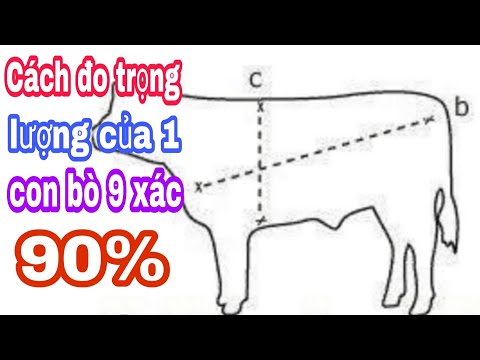 , title : 'Cách đo trọng lượng của 1 con bò|nuoi bo vo beo|How to measure the weight of a cow|thanh dai vlogs'