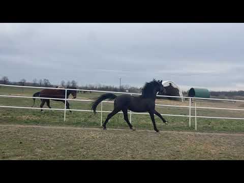 Fürst Frederic EM (Fürst Wilhelm x Close Up) *4.6.2018