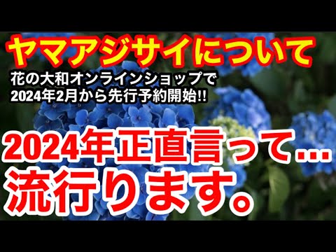白いパニクラータアジサイを上手に管理して、屋外スペースに完璧な雰囲気を与える方法  庭園