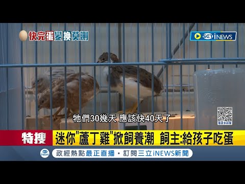 蘆丁雞飼養環境