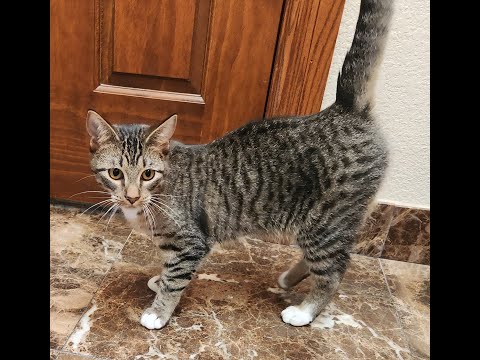 Wayne, Tammy, Tim and Billy Video