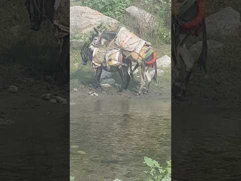 #animals meeting #donkey mating #viral #viralvideo