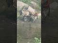 Animals meeting  Donkey mating  Viral  Viralvideo