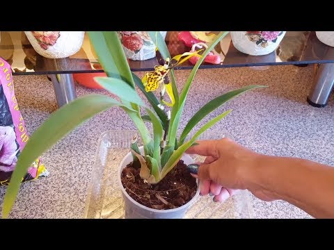 Цветение орхидей и пересадка Банфилдары