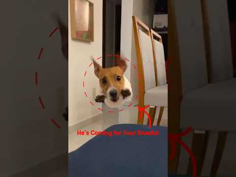 Jack Russell Pocket Sized Chaos Machine 🐶💥 #dogshorts #animalfacts #jackrussellterrier