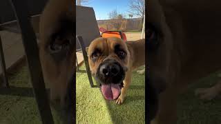Video preview image #1 Mutt Puppy For Sale in Goodyear, AZ, USA
