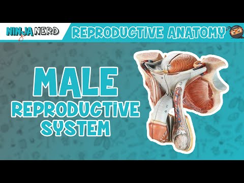 Anatomy of Male Reproductive System | Model