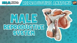 Anatomy of Male Reproductive System  Model
