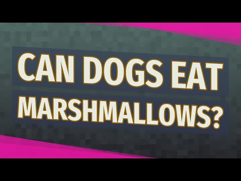 download lagu mp3 mp4 Can You Give Dogs Marshmallows, download lagu Can You Give Dogs Marshmallows gratis, unduh video klip Can You Give Dogs Marshmallows
