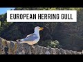 European Herring Gull Calling