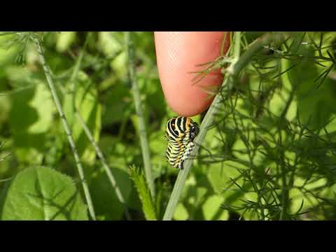 Swallowtail butterfly showing osmeterium (fourth instar) Corfu Greece 24/11/21