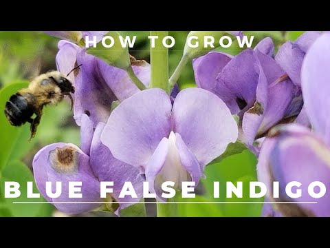 園芸 インディゴルピナス、Baptisia australis