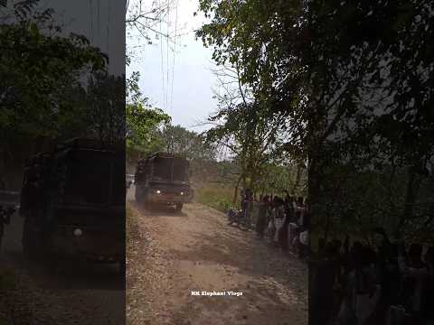 #പിടി7_ധോണി_ഫോറസ്റ്റ്_സ്റ്റേഷനിലേക്ക് #വരുന്നത്_കണ്ടോ #PT7 #Palakkad #WildElephant #elephant #aana