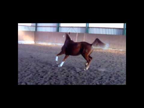 Weltmeyer X Florestan