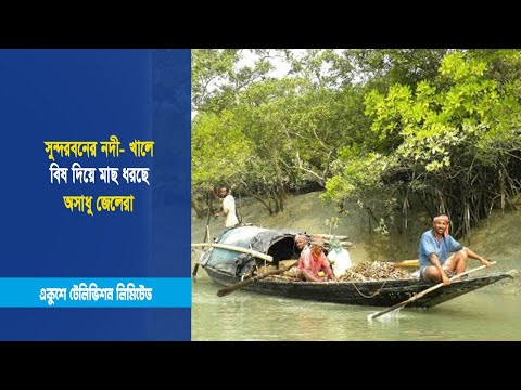 সুন্দরবনের নদী- খালে বিষ দিয়ে মাছ ধরছে অসাধু জেলেরা | ETV News
