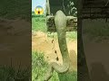 Giant Python Caught By Excavator
