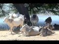 Rajasthan Camel Safari 