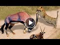 Amazing Scimitar Oryx Protect Teammate From Leopard Attack