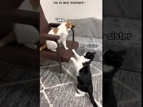 #اكسبلور #family #fan