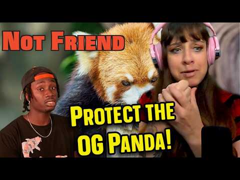 *They MUST be Protected!* The Red Panda Problem Not Being Talked About Enough | Casual Geographic
