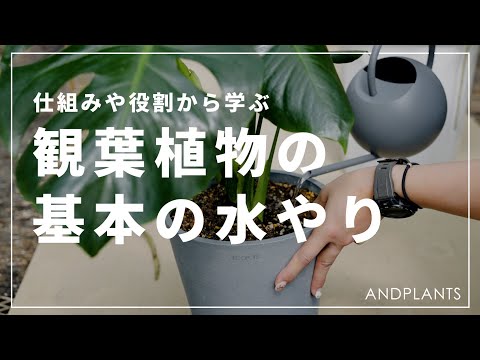 屋内のレモンツリーミルクで水をやることができる植物はどれですか