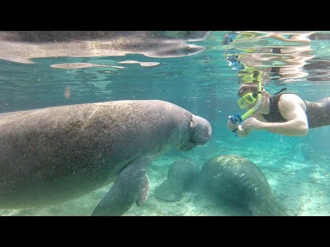 Swimming with Florida manatees