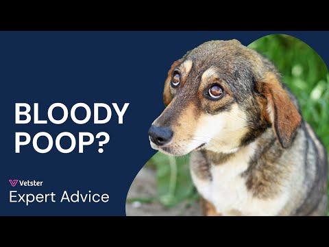 Why Is My Dog Pooping Blood? Causes, Symptoms and What to Do - VOSD