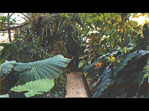 Paradiso Rhythm - Das It (Official Video)