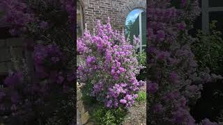 Grow Native Plants (Texas Sage)