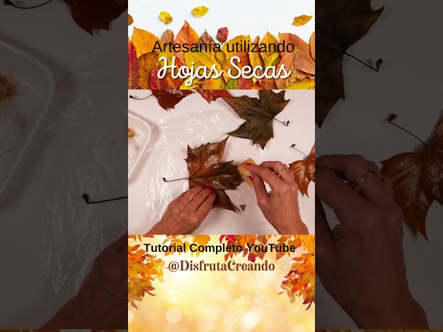 Vídeo relacionado con Hojas Prensadas Secas, Hojas Secas Naturales, Hojas Secas Estilo Verde, DIY para Resina, Tarjetas, Velas, Decoración para El Hogar, Boda, Día de la Madre, Semana Santa, Fiesta