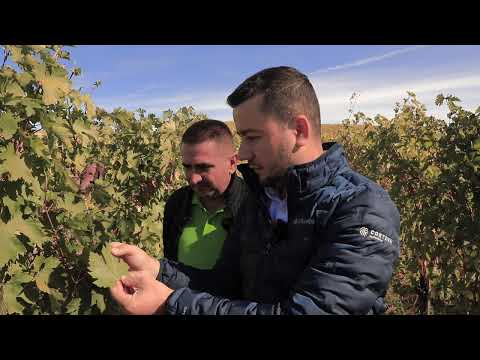 Alexandru Staicu - KAM Corteva & Silviu Trasca - Crama Oprisor despre produsele biologice Corteva