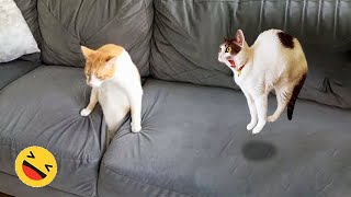 New Funny Animals 😅 Funniest Dogs And Cats Videos 2023🐶😺 #9