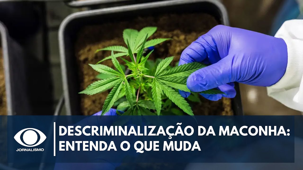 Descriminalização do uso pessoal da maconha: entenda o que muda | Live