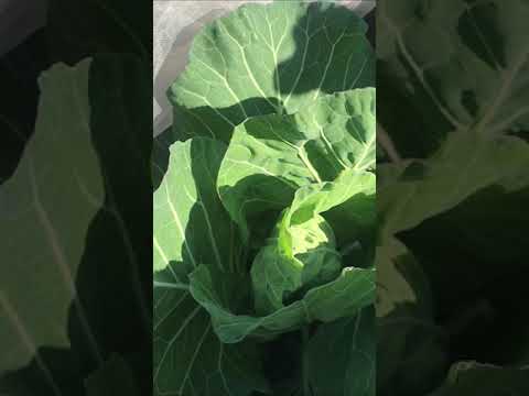 園芸 ケールキャベツ、ケールキャベツ、無頭ケール、ヤシキャベツ