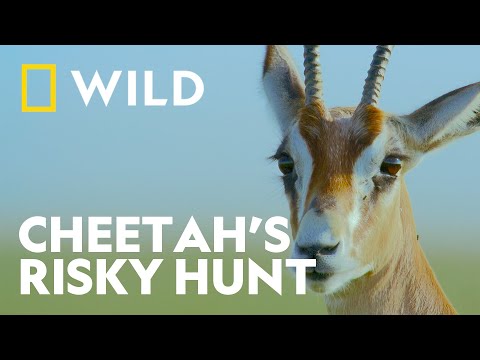 High-Speed Hunt with Gazelle | Cheetahs Up Close with Bertie Gregory | National Geographic WILD UK