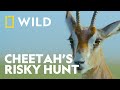 High Speed Hunt With Gazelle Cheetahs Up Close With Bertie Gregory National Geographic WILD UK