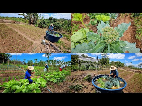 Harvest day at the farm and in our organic garden.