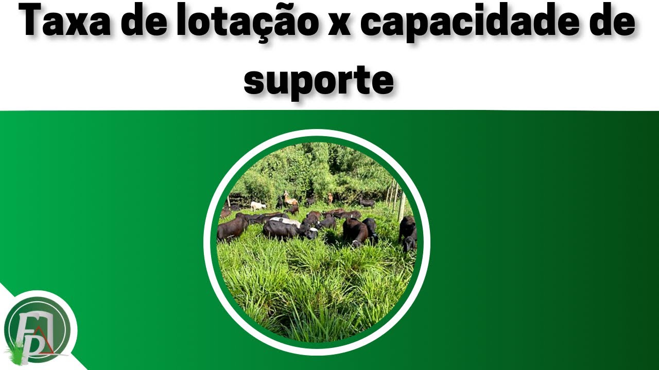 TAXA DE LOTAÇÃO DO PASTO É MESMO IMPORTANTE?