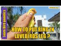 How to put Ring in African lovebirds Leg ?