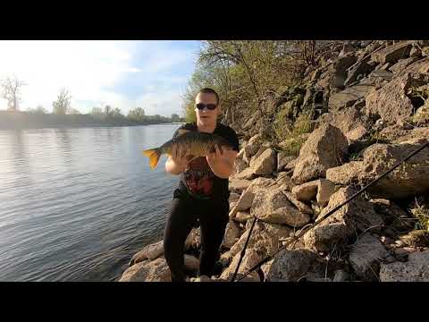 Ribolov na Savi na plotice