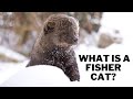 What is a fisher cat? Are fisher cats dangerous? Can a fisher cat kill a human?