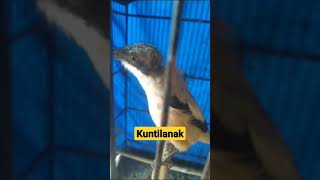 Download lagu Cendet isian kuntilanak mp3 Download lagu Cendet isian kuntilanak mp3