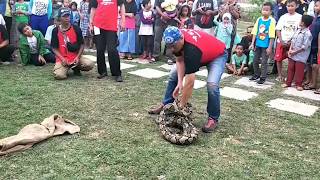 Download lagu Tips Menangkap Ular Besar bagi Pemula mp3