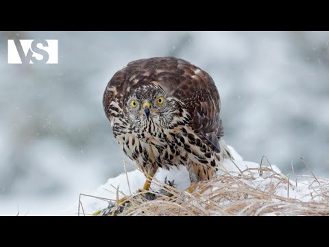 PAYS DE GALLES | Une Année dans les Forêts Plus Extrêmes du Royaume-Uni – Documentaire Animalier
